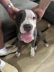 Reunited Male Dog last seen Near s harper, Chicago, IL 60637