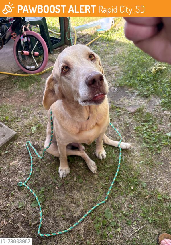Found/Stray Male Dog last seen St pat, Rapid City, SD 57701