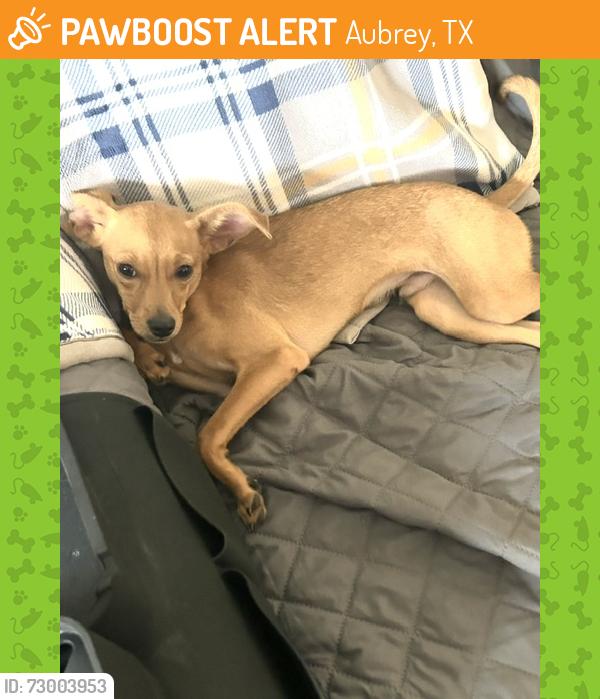 Found/Stray Male Dog last seen Frisco TX, Shawnee Park, Aubrey, TX 76227