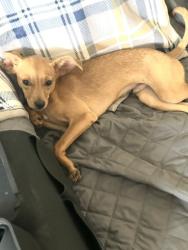 Found/Stray Male Dog last seen Frisco TX, Shawnee Park, Aubrey, TX 76227