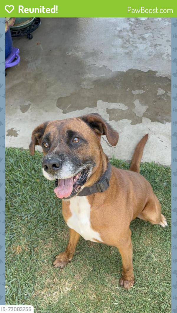 Reunited Male Dog last seen Near Lakewood high school , Lakewood, CA 90713