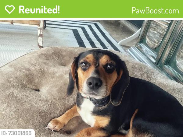 Reunited Female Dog last seen West Drive Travelers Rest SC, Travelers Rest, SC 29690