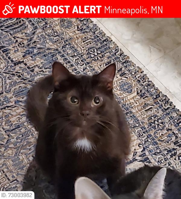 Lost Female Cat last seen 90th and Penn, Minneapolis, MN 55431