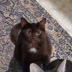 Lost Female Cat last seen 90th and Penn, Minneapolis, MN 55431