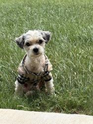 Reunited Male Dog last seen ballater dr fort worth 76123, Fort Worth, TX 76123