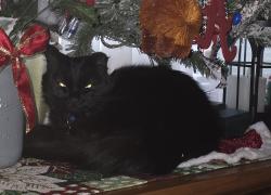 Lost Female Cat last seen McDonald Chapel, Birmingham, AL 35224