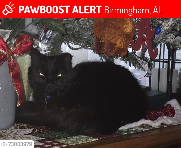Lost Female Cat last seen McDonald Chapel, Birmingham, AL 35224