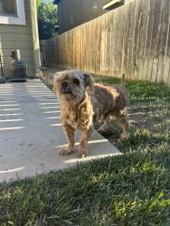 Found/Stray Male Dog last seen cherry and linder, Meridian, ID 83646