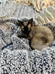 Reunited Male Cat last seen Apt k4, Flowery Branch, GA 30542