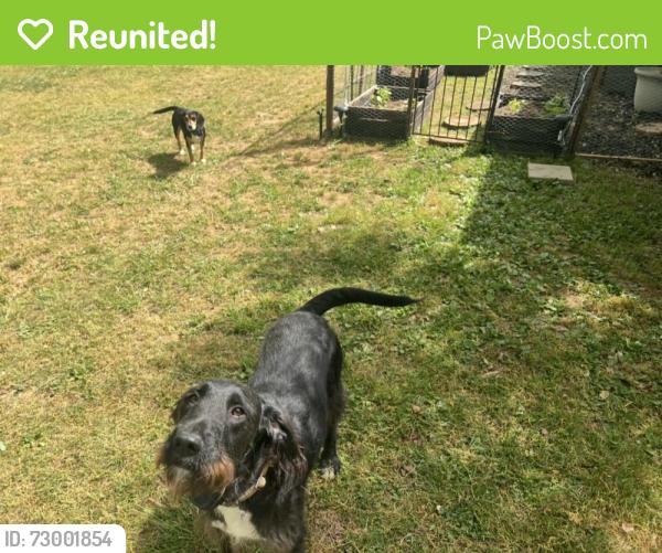 Reunited Male Dog last seen West Drive Travelers Rest SC, Travelers Rest, SC 29690