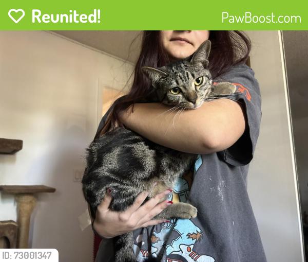 Reunited Female Cat last seen Crosspoint and Sandia, Port St. Lucie, FL 34983