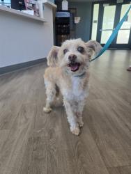 Shelter Stray Unknown Dog last seen BRYAN AVE/YALE AVE, 92620, 6443 Oak Canyon, Irvine, CA 92618, USA