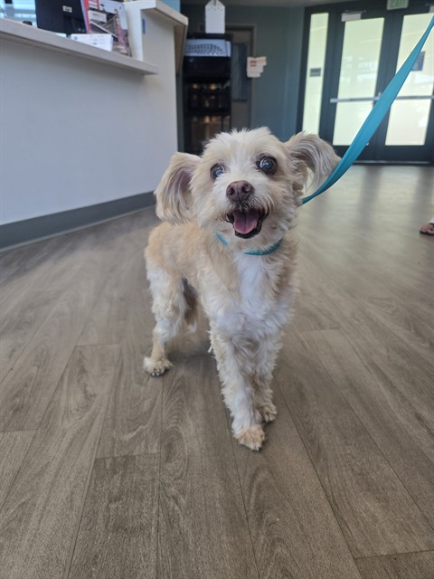 Shelter Stray Unknown Dog last seen BRYAN AVE/YALE AVE, 92620, 6443 Oak Canyon, Irvine, CA 92618, USA