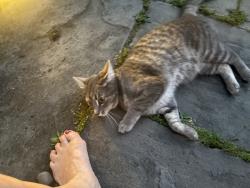 Found/Stray Unknown Cat last seen Wolfpit ave , Norwalk, CT 06851