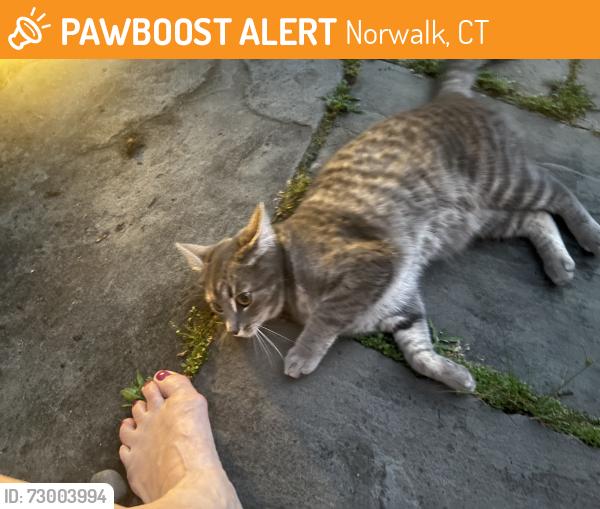 Found/Stray Unknown Cat last seen Wolfpit ave , Norwalk, CT 06851