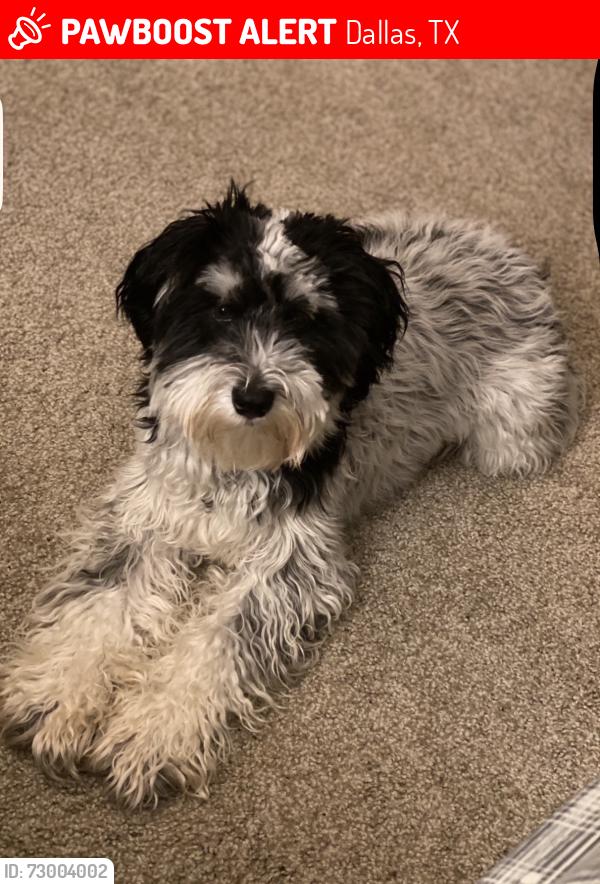 Lost Male Dog last seen S central expressway, Dallas, TX 75215