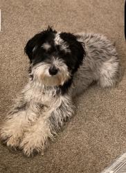 Lost Male Dog last seen S central expressway, Dallas, TX 75215
