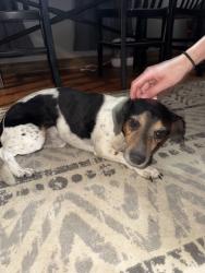 Found/Stray Male Dog last seen Gladstone DMV, Gladstone, MO 64118