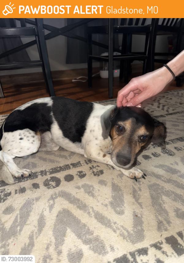 Found/Stray Male Dog last seen Gladstone DMV, Gladstone, MO 64118