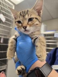 Shelter Stray Female Cat last seen FOOTHILLS BL & JUNCTION BL, Roseville City, CA, 200 Tahoe Ave, Roseville, CA 95678, USA
