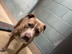 Shelter Stray Female Dog last seen , , CA, 1101 29th Ave, Oakland, CA 94601, USA