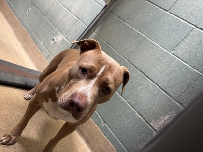 Shelter Stray Female Dog last seen , , CA, 1101 29th Ave, Oakland, CA 94601, USA