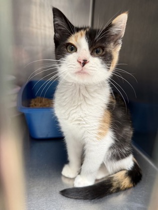 Shelter Stray Female Cat last seen Holway Street, Oakland, CA, 1101 29th Ave, Oakland, CA 94601, USA
