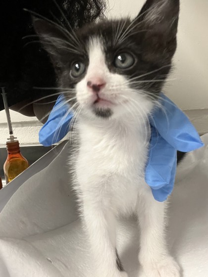 Shelter Stray Female Cat last seen , , CA, 1101 29th Ave, Oakland, CA 94601, USA