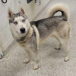 Shelter Stray Male Dog last seen Near E 98th Ter, 64134, MO, 7077 Elmwood Ave, Kansas City, MO 64132, USA