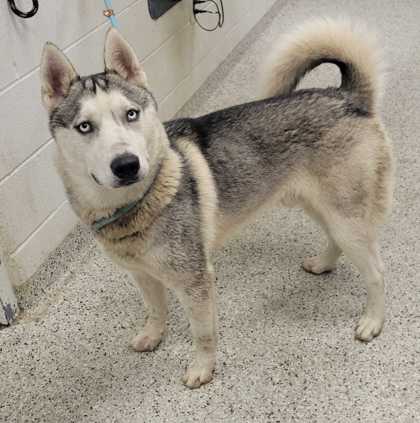 Shelter Stray Male Dog last seen Near E 98th Ter, 64134, MO, 7077 Elmwood Ave, Kansas City, MO 64132, USA