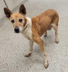 Shelter Stray Female Dog last seen Near Flora Avenue, 64131, MO, 7077 Elmwood Ave, Kansas City, MO 64132, USA