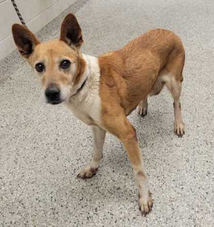 Shelter Stray Female Dog last seen Near Flora Avenue, 64131, MO, 7077 Elmwood Ave, Kansas City, MO 64132, USA