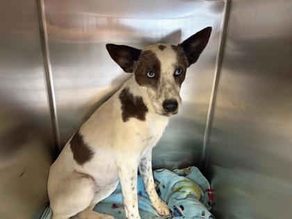Shelter Stray Female Dog last seen Near LA FRONTERA BLVD, Williamson County, TX, 1855 SE Inner Loop, Georgetown, TX 78626, USA