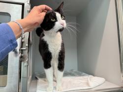 Shelter Stray Female Cat last seen Near MacE Avenue, BRONX, NY, 10467, 326 E 110th St, New York, NY 10029, USA