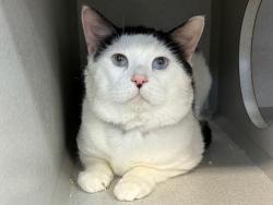 Shelter Stray Male Cat last seen Near Governeur Avenue, BRONX, NY, 10463, 326 E 110th St, New York, NY 10029, USA