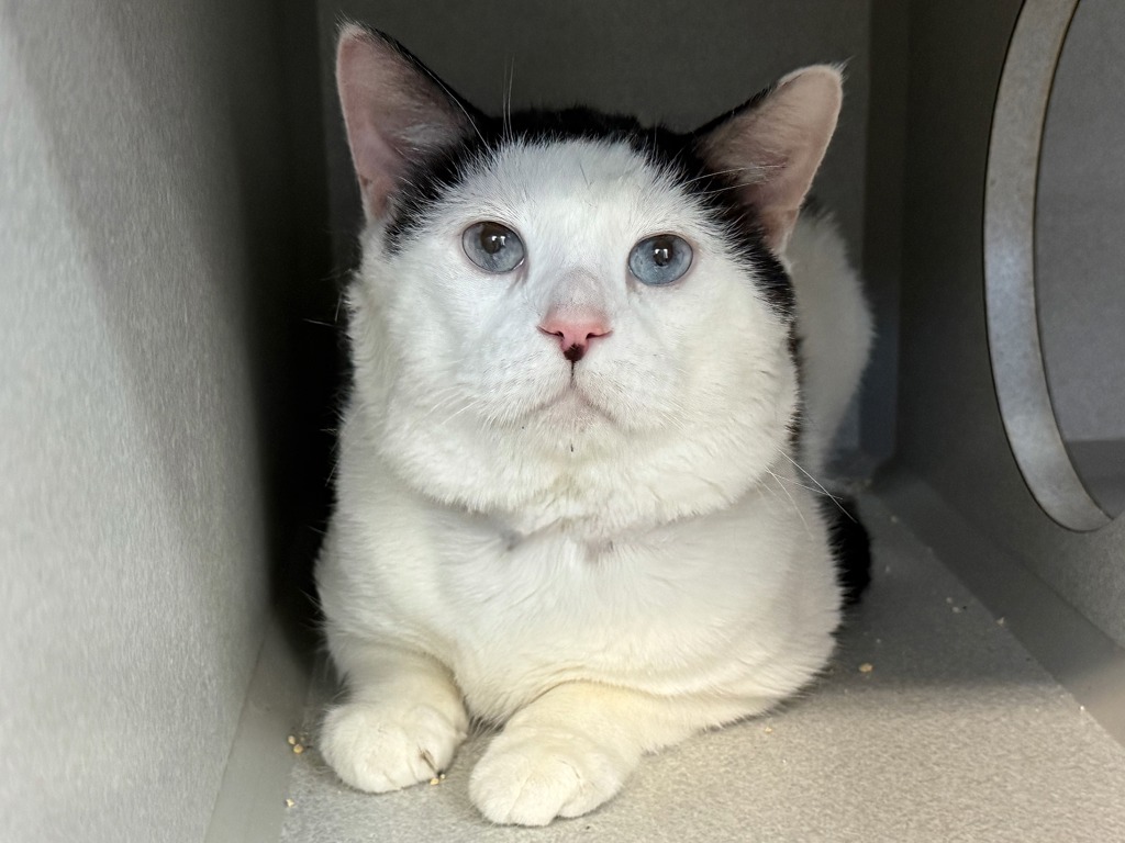 Shelter Stray Male Cat last seen Near Governeur Avenue, BRONX, NY, 10463, 326 E 110th St, New York, NY 10029, USA