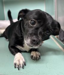Shelter Stray Male Dog last seen Apt 5H,590 W 172nd Street, NEW YORK, NY, 10032, 326 E 110th St, New York, NY 10029, USA