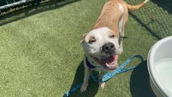 Shelter Stray Female Dog last seen Near Flatbush Avenue, BROOKLYN, NY, 11226, 326 E 110th St, New York, NY 10029, USA