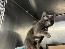 Shelter Stray Male Cat last seen NEW YORK, NY, 10029, 326 E 110th St, New York, NY 10029, USA