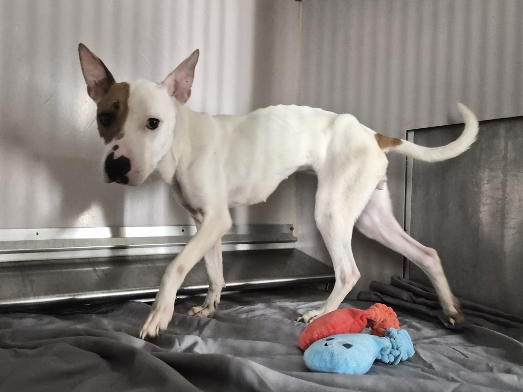 Shelter Stray Female Dog last seen Near Frederick Douglass Boulevard, NEW YORK, NY, 10039, 326 E 110th St, New York, NY 10029, USA