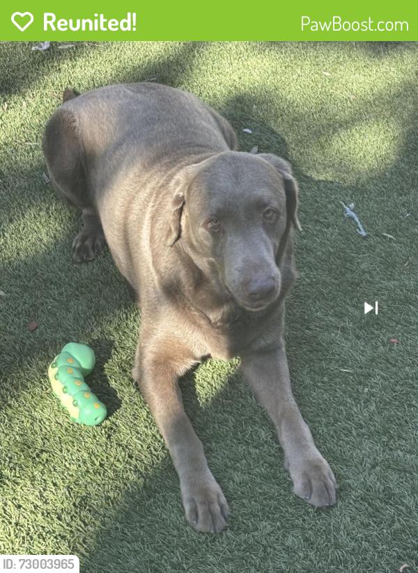 Reunited Male Dog last seen Near Mr. Joe White Ave, Myrtle Beach, SC 29577, USA, Myrtle Beach, SC 29577