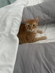 Lost Male Cat last seen Near gus’s fried chicken, Fort Worth, TX 76104