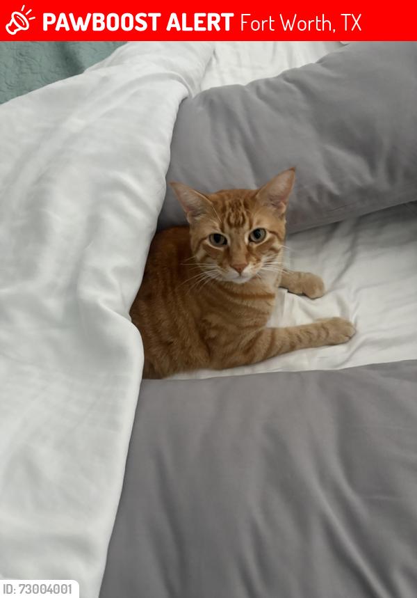 Lost Male Cat last seen Near gus’s fried chicken, Fort Worth, TX 76104