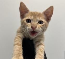 Shelter Stray Male Cat last seen S 28th Street, San Diego, CA, 92113, 5500 Gaines St, San Diego, CA 92110, USA