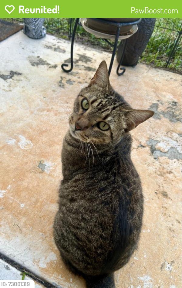 Reunited Male Cat last seen NE 14th Ave and NE 33rd Street, Cresthaven, Pompano Beach, FL 33064