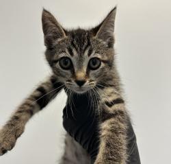 Shelter Stray Male Cat last seen S 28th Street, San Diego, CA, 92113, 5500 Gaines St, San Diego, CA 92110, USA