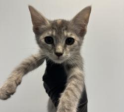 Shelter Stray Female Cat last seen S 28th Street, San Diego, CA, 92113, 5500 Gaines St, San Diego, CA 92110, USA