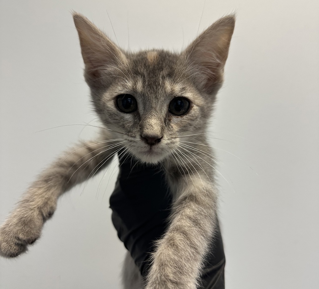 Shelter Stray Female Cat last seen S 28th Street, San Diego, CA, 92113, 5500 Gaines St, San Diego, CA 92110, USA