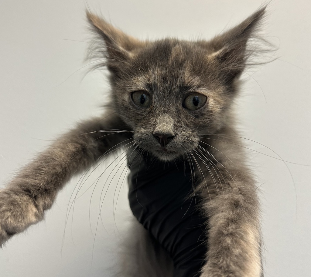 Shelter Stray Female Cat last seen S 28th Street, San Diego, CA, 92113, 5500 Gaines St, San Diego, CA 92110, USA