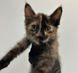 Shelter Stray Female Cat last seen S 28th Street, San Diego, CA, 92113, 5500 Gaines St, San Diego, CA 92110, USA